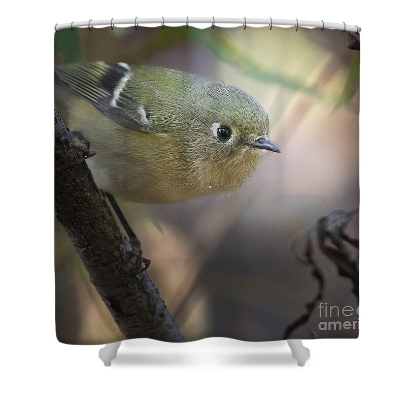 Ruby-crowned Kinglet Birds Shower Curtains