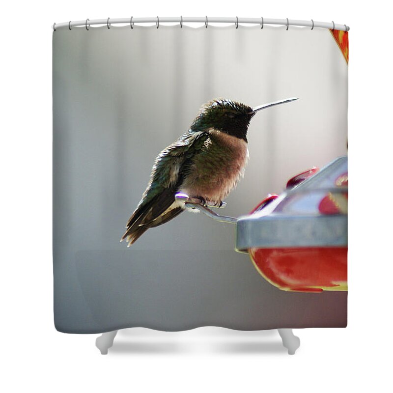  Shower Curtain featuring the photograph Ruby Male by Heather E Harman