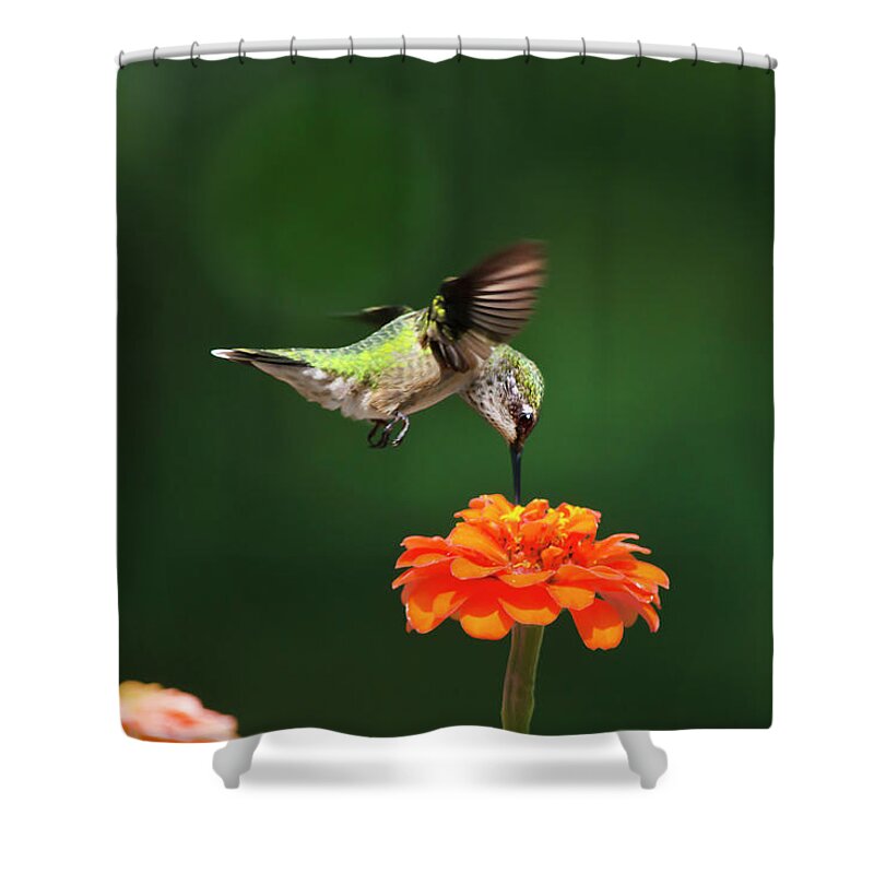 Hummingbird Shower Curtain featuring the photograph Ruby Throated Hummingbird Feeding On Orange Zinnia Flower by Christina Rollo