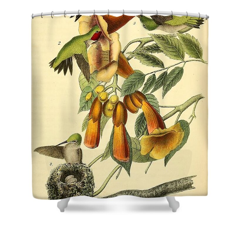 Birds Shower Curtain featuring the mixed media Ruby throated Hummingbird by World Art Collective