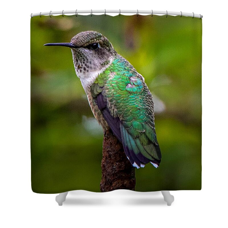Hummingbird Shower Curtain featuring the photograph Ruby-throated Hummingbird Portrait by Susan Rydberg