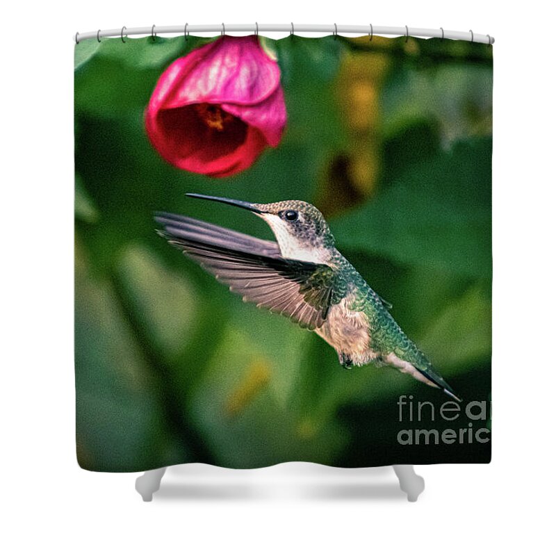 Hummingbird Shower Curtain featuring the photograph Ruby-throated hummingbird with redvein abutilon. by Alyssa Tumale