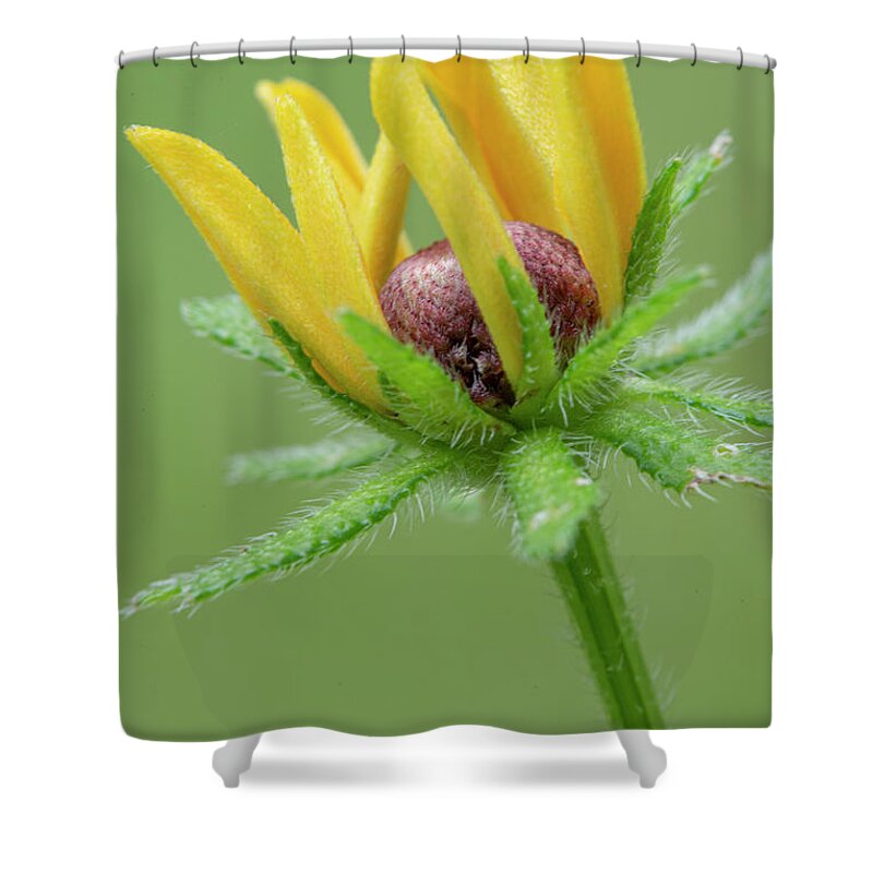Bloom Shower Curtain featuring the photograph Rudbekia Opening by Karen Rispin