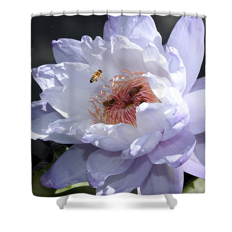 Water Lily Shower Curtain featuring the photograph Ruffled Water Lily by Mingming Jiang