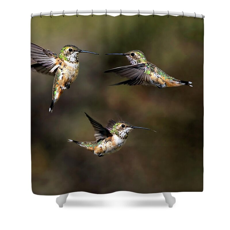 Hummingbird Shower Curtain featuring the photograph Rufous Ruckus by Art Cole