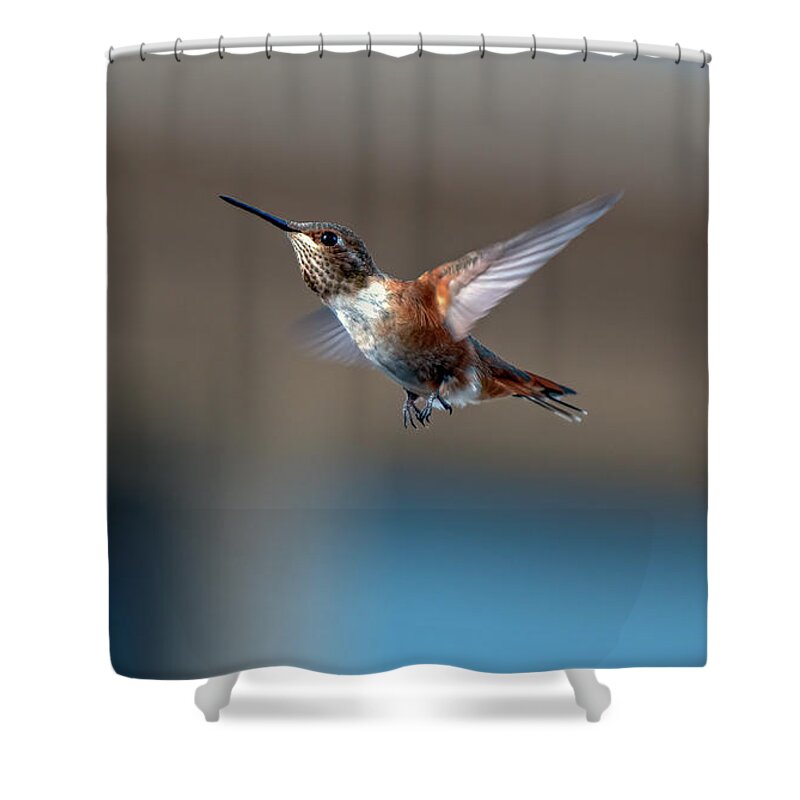 Hummingbird Shower Curtain featuring the photograph Rufus Hummingbird by Rick Mosher