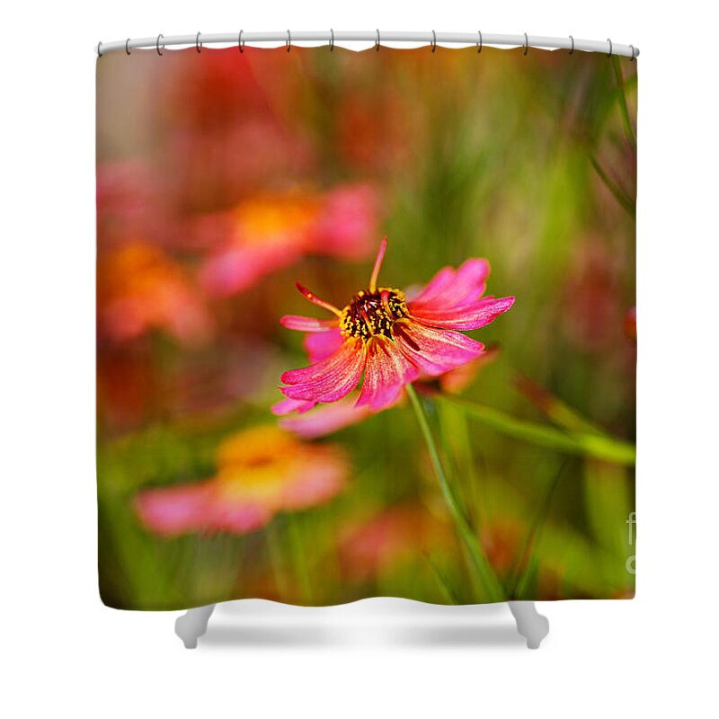 Tickseed Shower Curtain featuring the photograph Rum Punch Plant Coreopsis Whispers by Joy Watson