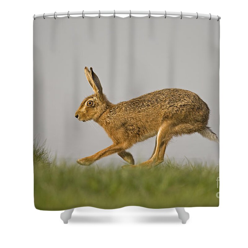 80084301 Shower Curtain featuring the photograph Running Hare by Roger Tidman