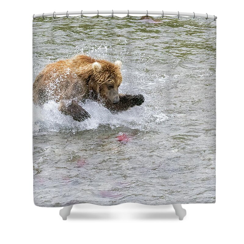 Alaska Shower Curtain featuring the photograph Salmon in Sight by Cheryl Strahl