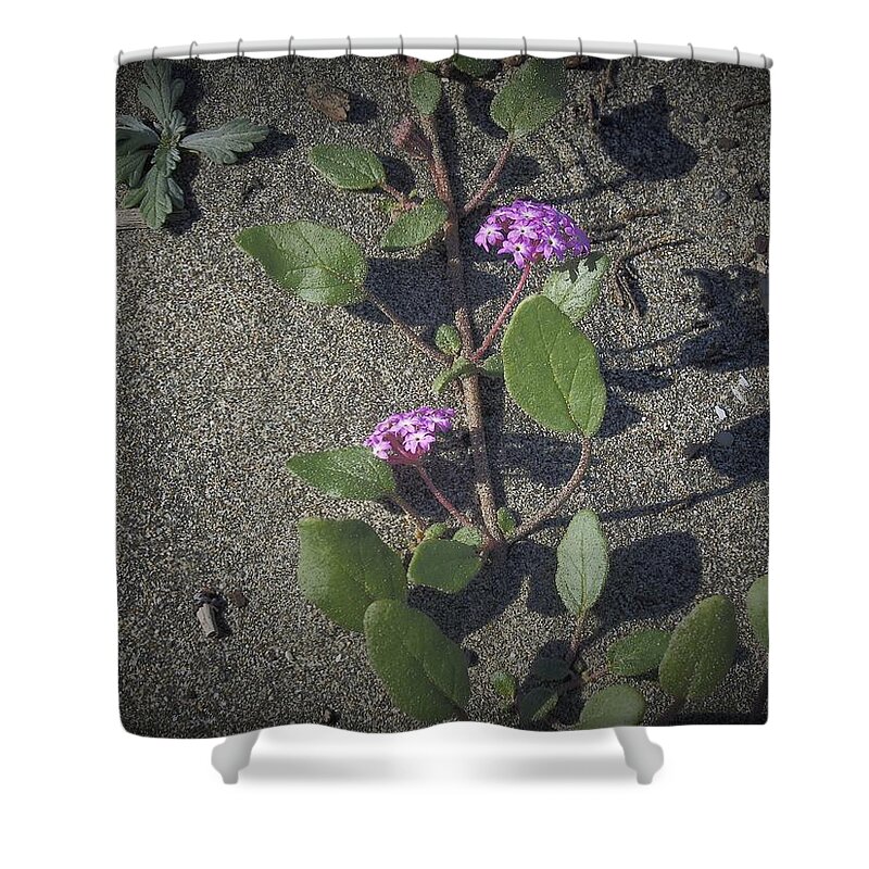Pink Shower Curtain featuring the photograph Sand-Verbenas by Richard Thomas