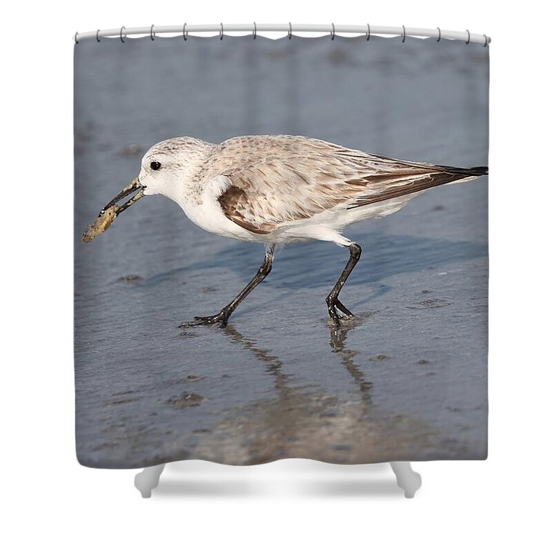 Sanderlings Shower Curtain featuring the photograph Sanderling by Mingming Jiang