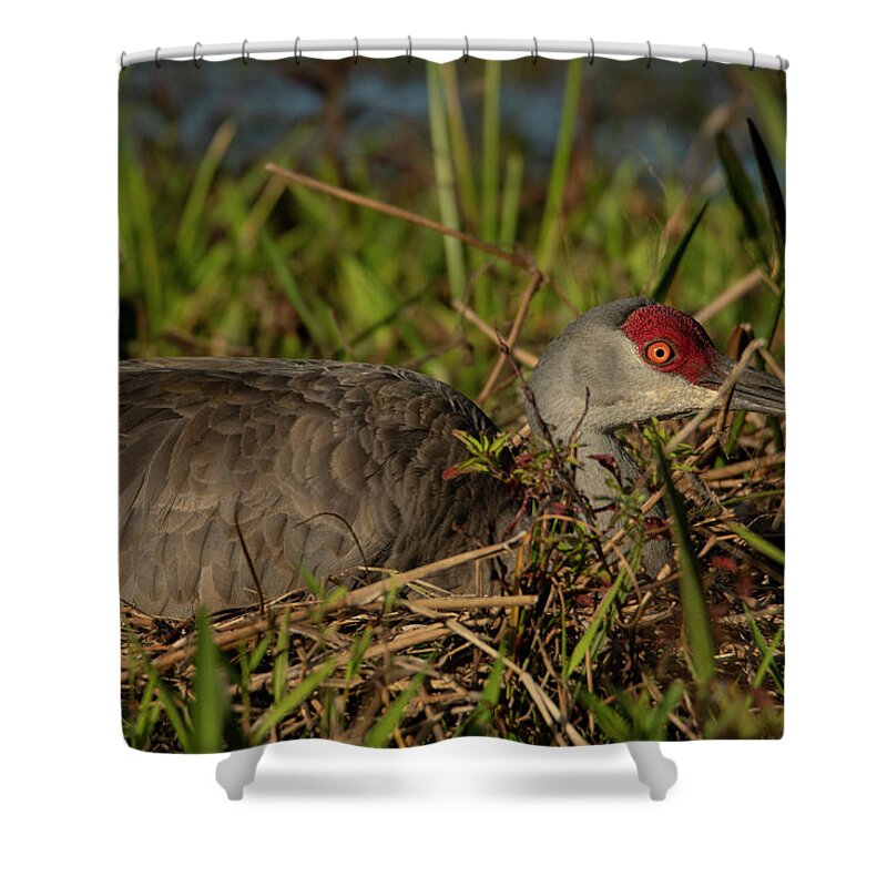 Sandhill Shower Curtain featuring the photograph Sandhill Crane Nest by Carolyn Hutchins