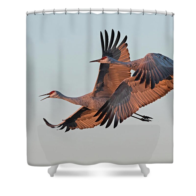 Sandhill Crane Shower Curtain featuring the photograph Sandhill Cranes at Dawn by Mindy Musick King