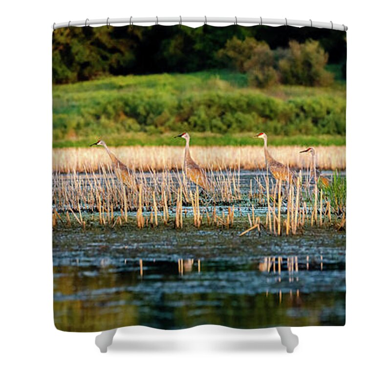 Sandhill Shower Curtain featuring the photograph Sandhill Outing by Wild Fotos
