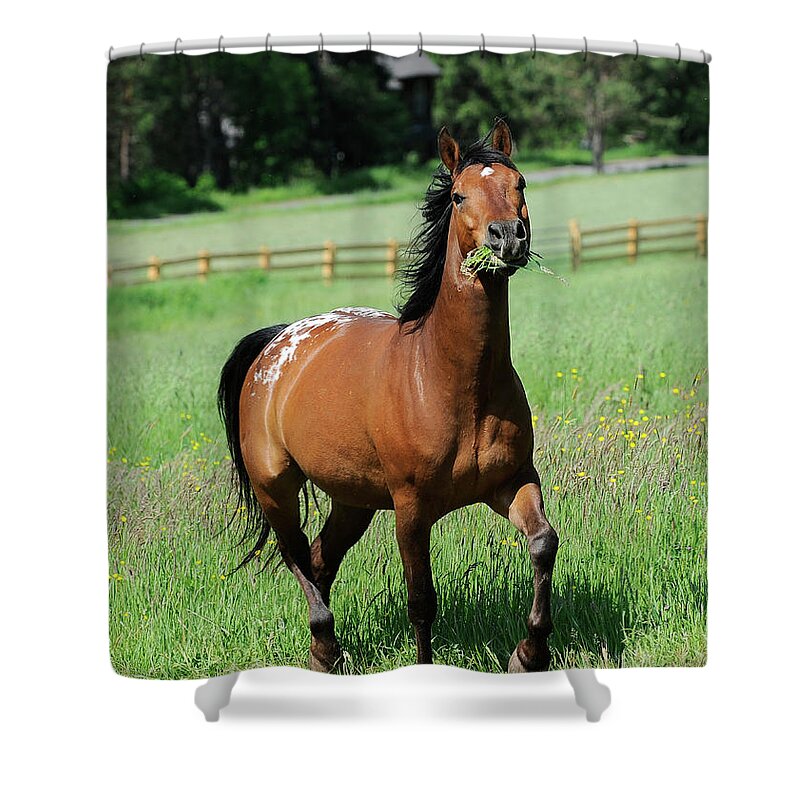 Rosemary Farm Sanctuary Shower Curtain featuring the photograph Sawyer by Carien Schippers