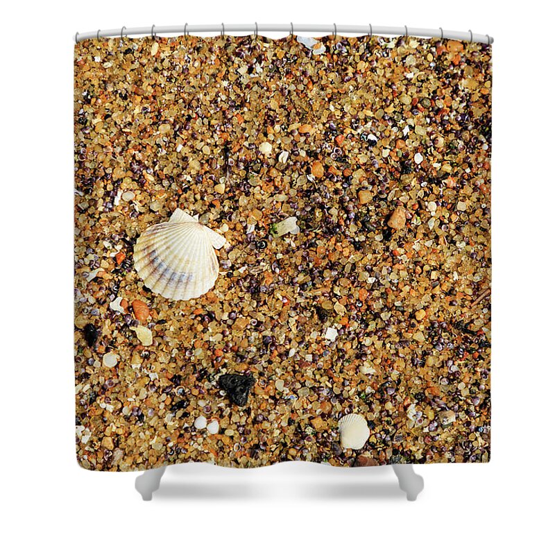 Seascape Shower Curtain featuring the photograph Scallop Shell by David Lee