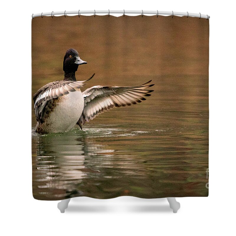 Scaup Shower Curtain featuring the photograph Scaup in the Water I by Alyssa Tumale