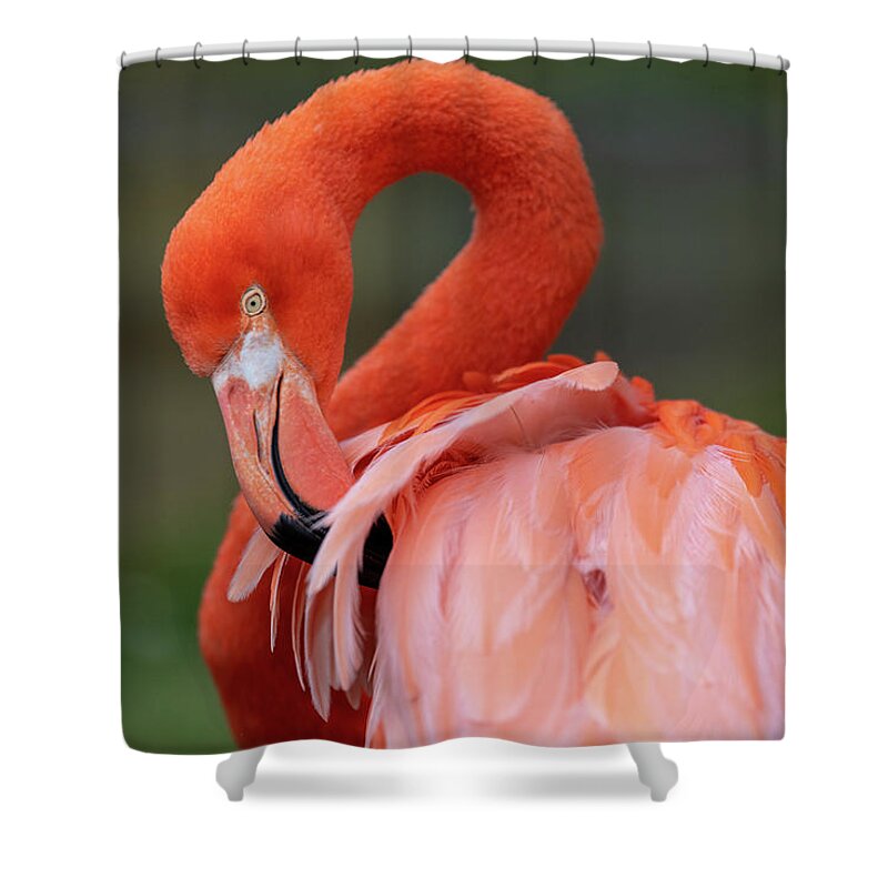 Bird Shower Curtain featuring the photograph Scratching My Back by David Levin