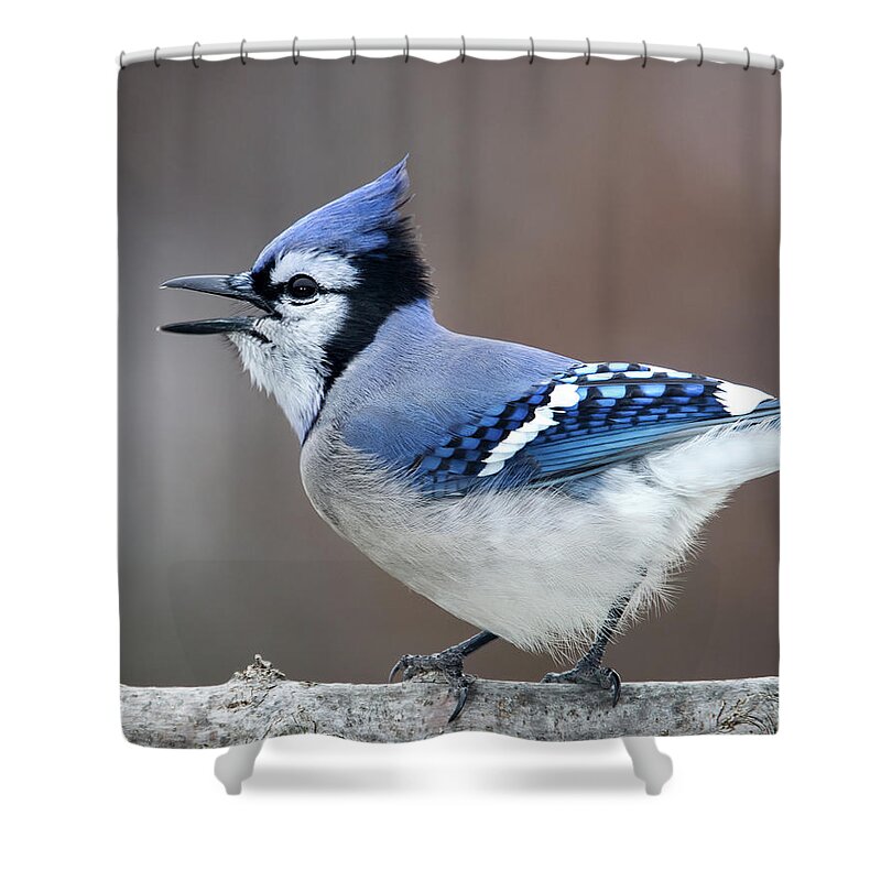Birds Shower Curtain featuring the photograph Screaming Blue Jay by Al Mueller