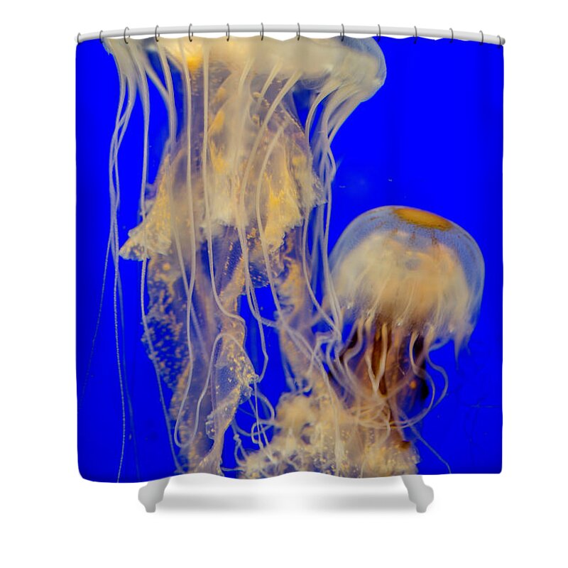 Sea Nettle Shower Curtain featuring the photograph Sea Nettles by WAZgriffin Digital