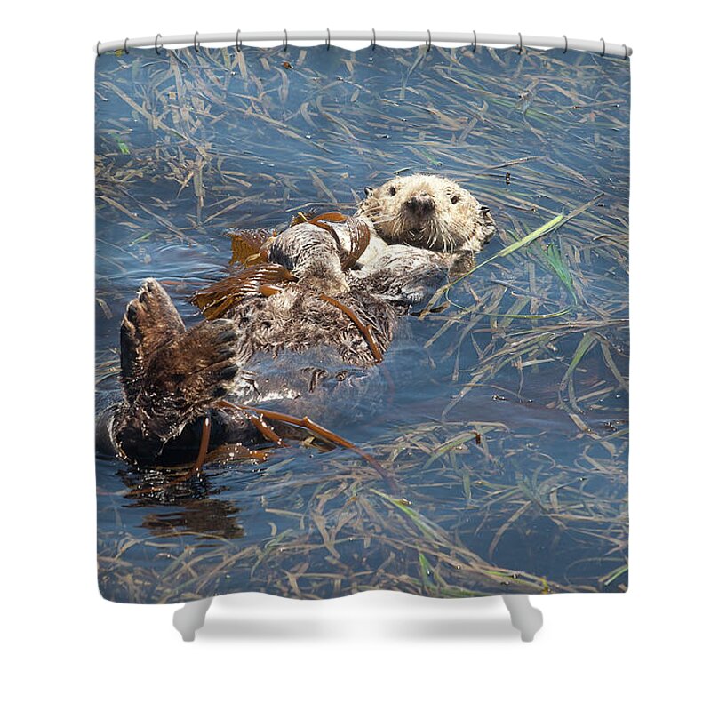 Sea Otter Shower Curtain featuring the photograph Sea Otter At Morro Bay by Michael Rock