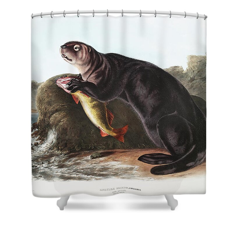 America Shower Curtain featuring the mixed media Sea Otter. John Woodhouse Audubon Illustration by World Art Collective