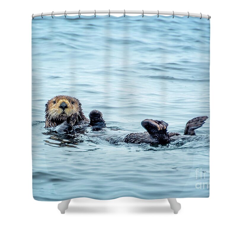 Otter Shower Curtain featuring the photograph Sea otter naptime by Delphimages Photo Creations