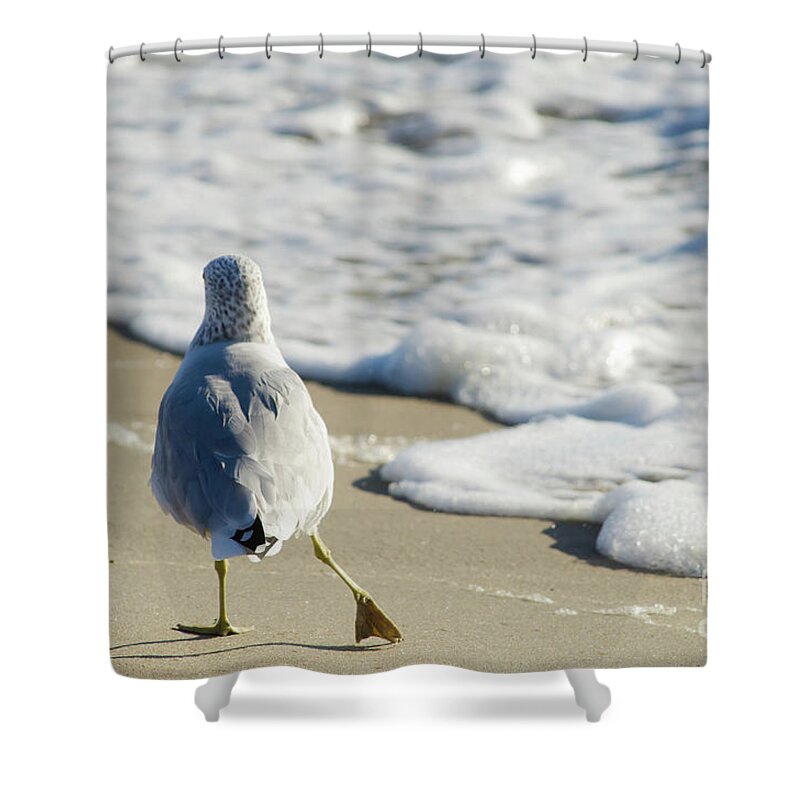 Ocean Shower Curtain featuring the photograph Seagull Shuffle Coastal Bird Animal / Wildlife Photograph by PIPA Fine Art - Simply Solid