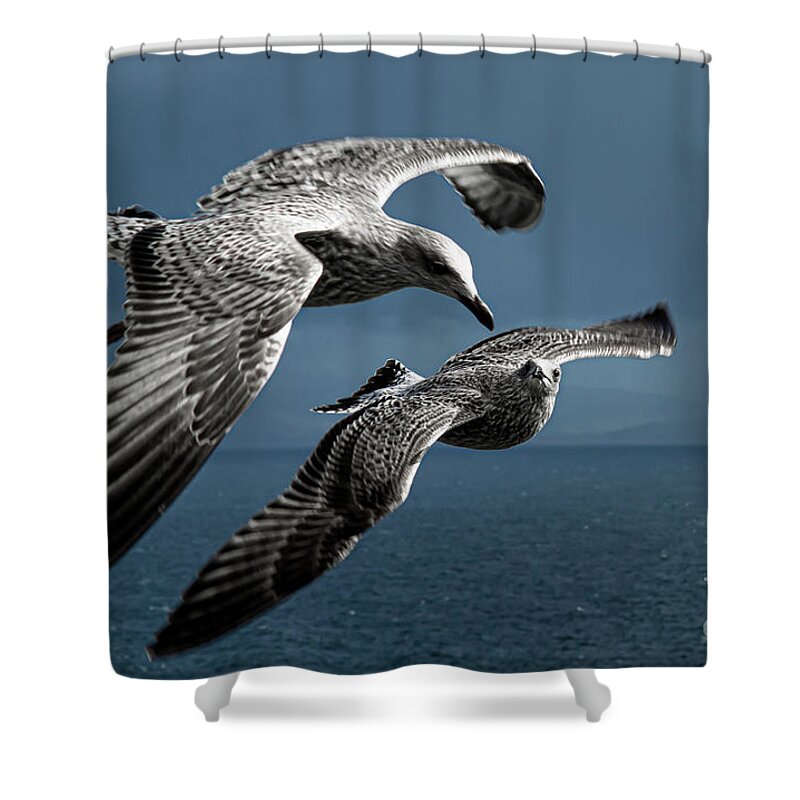Bird Shower Curtain featuring the photograph Seagulls Flying Formation by Andreas Berthold