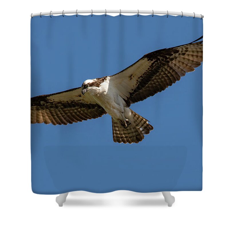 Osprey Shower Curtain featuring the photograph Searching by Cathy Kovarik