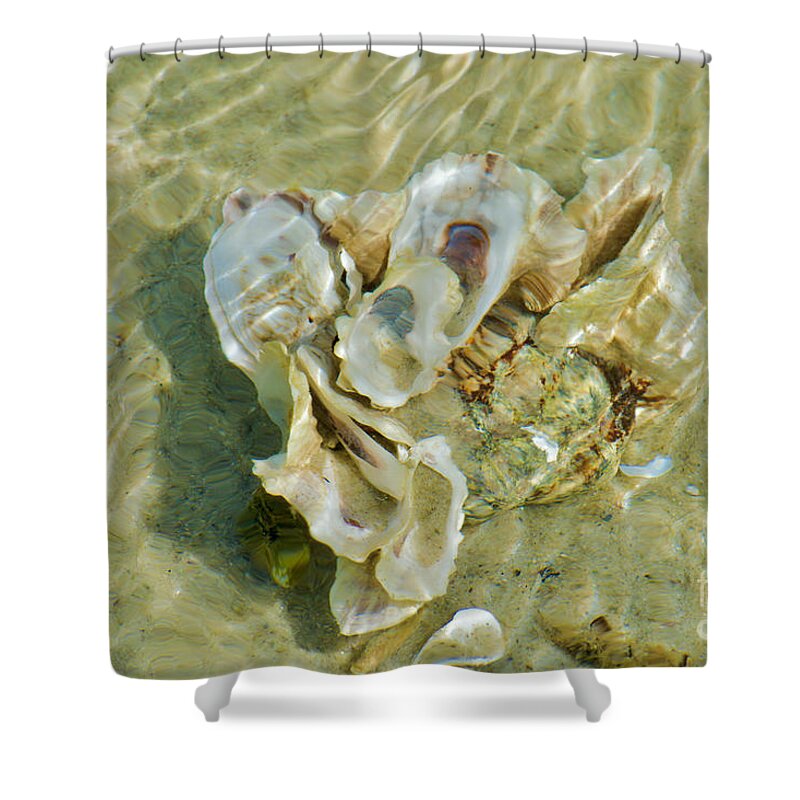 Refraction Shower Curtain featuring the photograph Seashells Seawater Shallows by Debra Banks