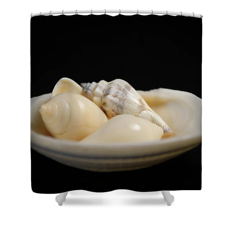 Seashells Shower Curtain featuring the photograph Seashells by Shirley Dutchkowski