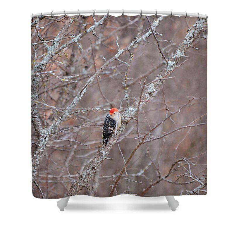 Bird Shower Curtain featuring the photograph See My Red Head Woodpecker Bird by Gaby Ethington