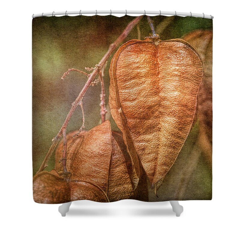 Seed Pods Shower Curtain featuring the photograph Seed Pods on a Golden Rainfall Tree by Michael McKenney