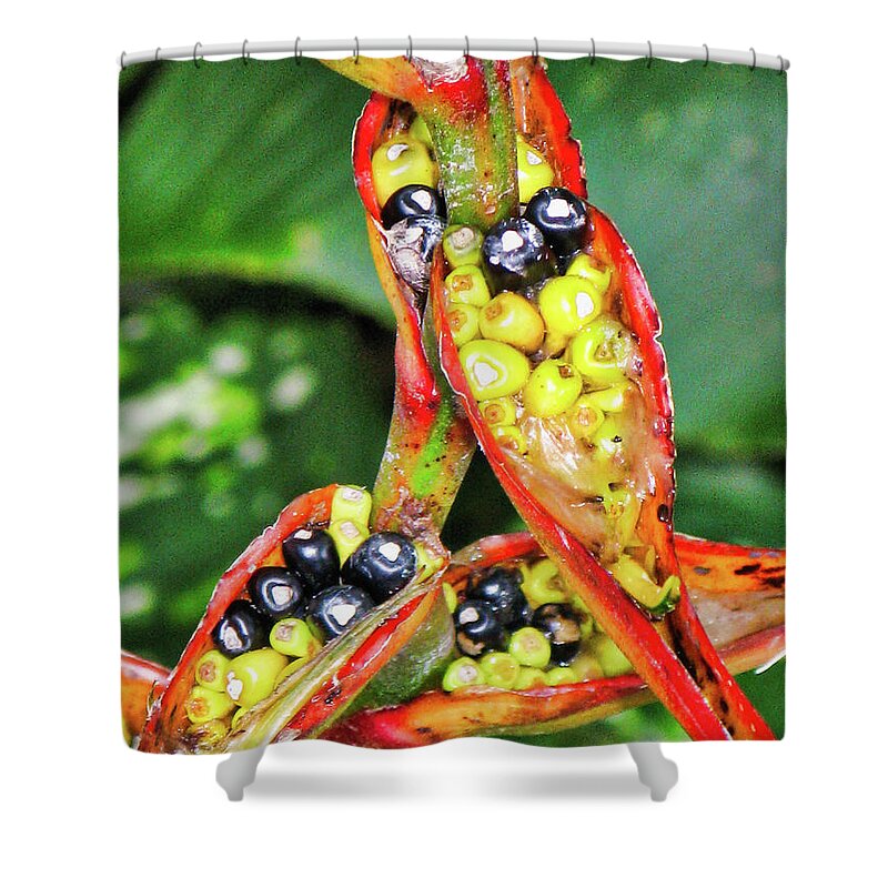 Flora Shower Curtain featuring the photograph Seed pods by Segura Shaw Photography