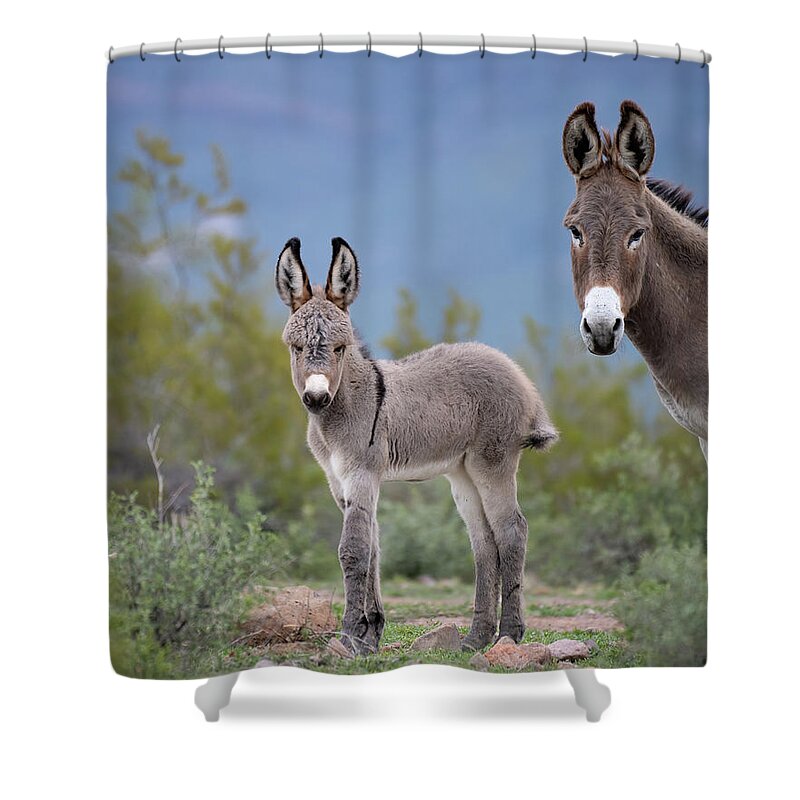 Wild Burro Shower Curtain featuring the photograph Self Assured by Mary Hone