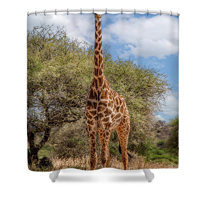 Tarangire National Park Shower Curtain featuring the photograph Serengeti Giraffe, A Gentle Giant by Marcy Wielfaert