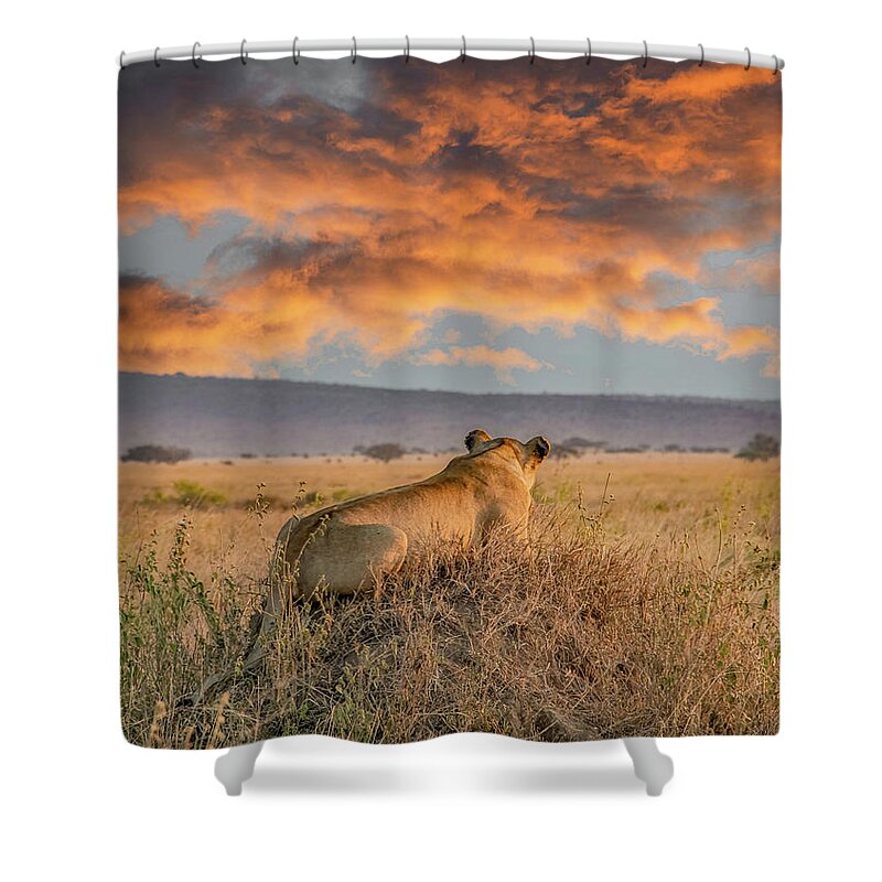 Tanzania Shower Curtain featuring the photograph Serengeti Lion Enjoys Sunset by Marcy Wielfaert