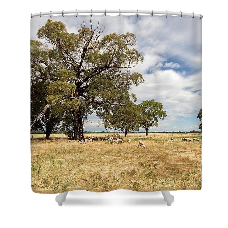 Paddock Shower Curtain featuring the photograph Shade, anywhere you can get it by Linda Lees