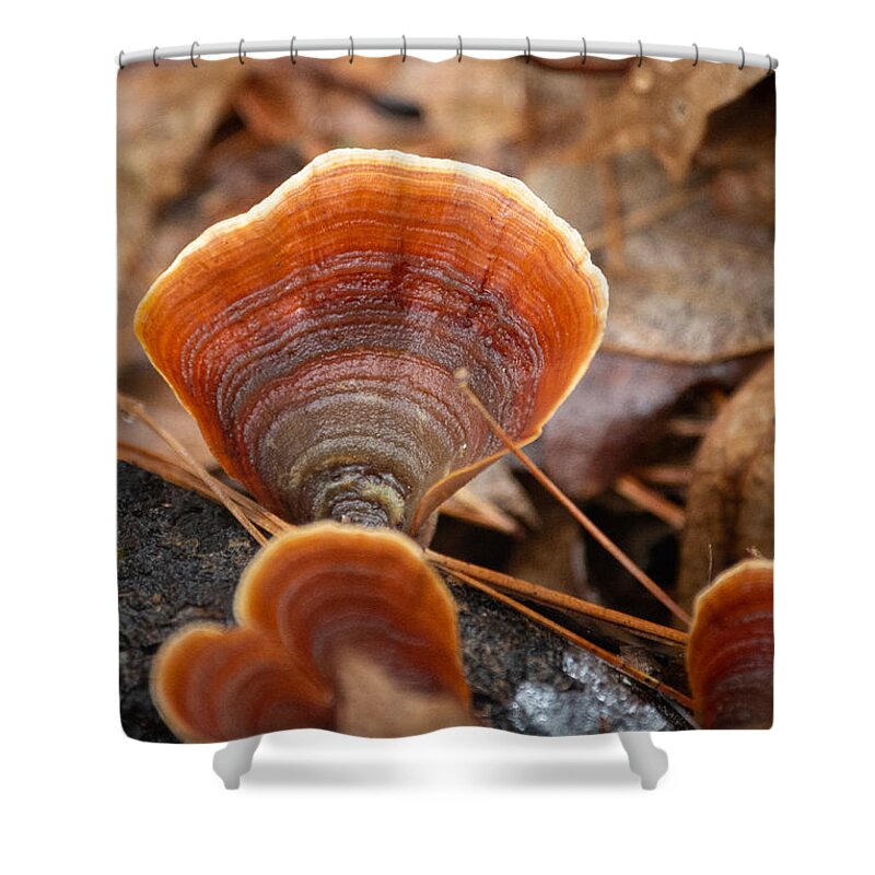 Fungus Shower Curtain featuring the photograph Shades of Orange by Linda Bonaccorsi