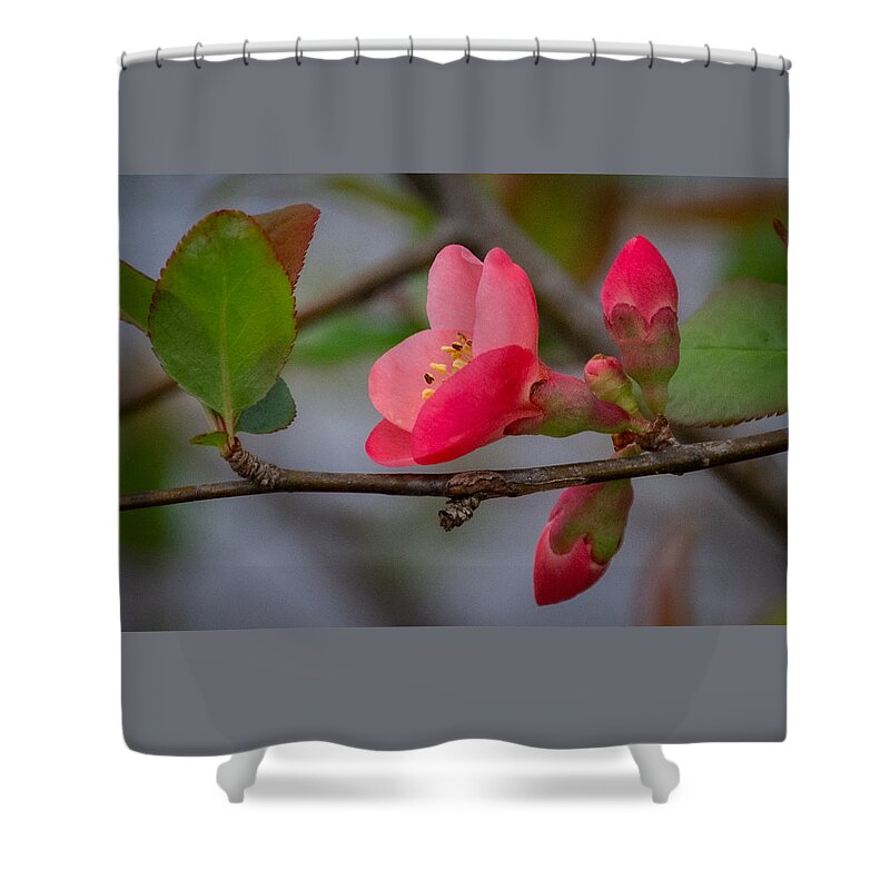 Flower Shower Curtain featuring the photograph Shades of Spring by Linda Bonaccorsi