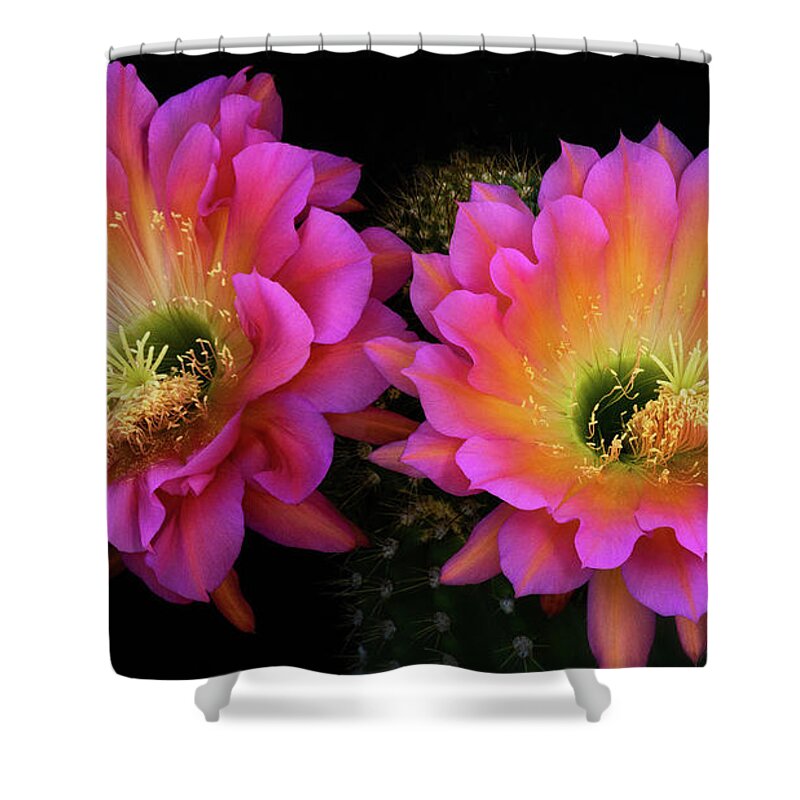 Echinopsis Hybrid Shower Curtain featuring the photograph Shades Of Pink by Saija Lehtonen