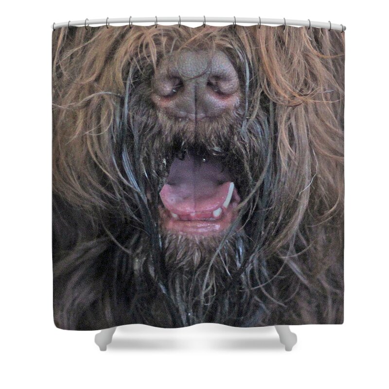 Dog Shower Curtain featuring the painting Shaggy Dog Mask by Nadi Spencer