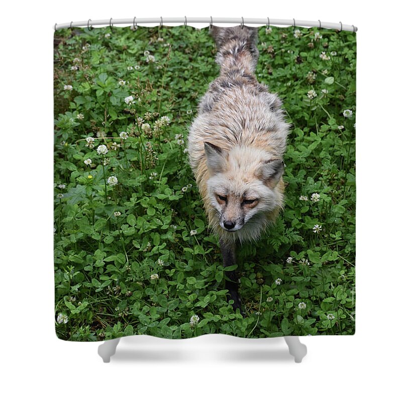  Shower Curtain featuring the photograph Shaggy Red Fox with a Sweet Face by DejaVu Designs