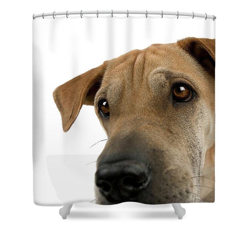 Dog Shower Curtain featuring the photograph Shar-Pei Dog Joy by Renee Spade Photography