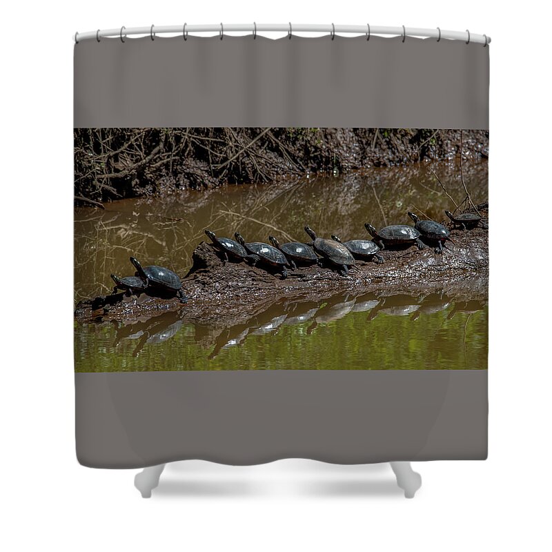 Animals Shower Curtain featuring the photograph Sharing a log by Brian Shoemaker