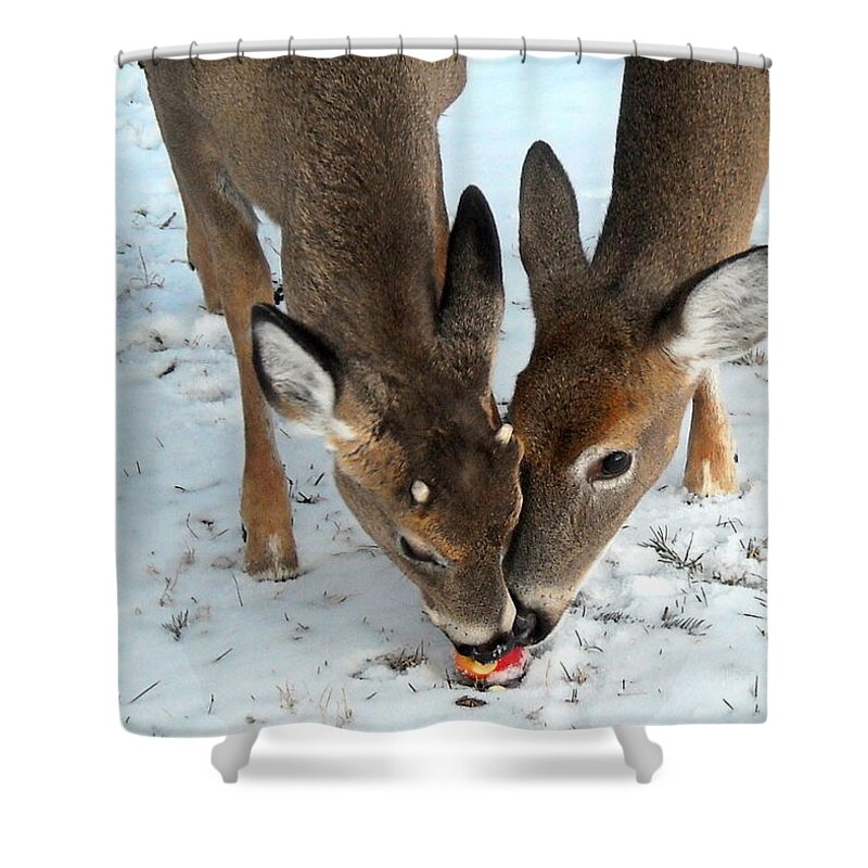 Deer Shower Curtain featuring the photograph Sharing The Love by Tami Quigley