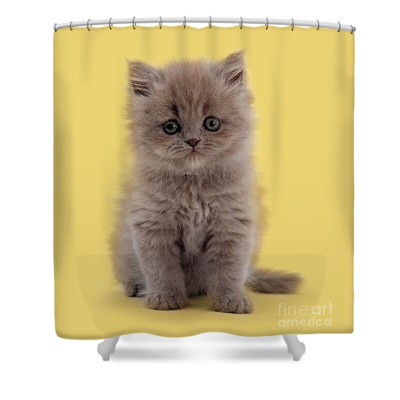 Male Shower Curtain featuring the photograph Shiraz Kitty by Warren Photographic