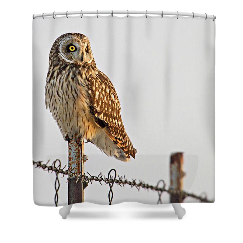 Birds Shower Curtain featuring the photograph Short-eared Owl by Wesley Aston