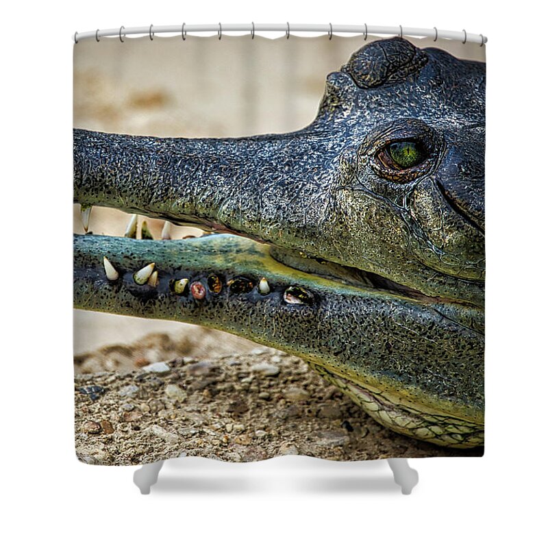 Gharial Shower Curtain featuring the photograph Short Nose Gharial by Rene Vasquez